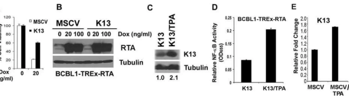 Figure 5. K13 protects cells against lytic replication-induced cell death. A. BCBL1-TREx-RTA-MSCV and K13 cells were treated with doxycycline (20 ng/ml) for 4 days to induce lytic replication