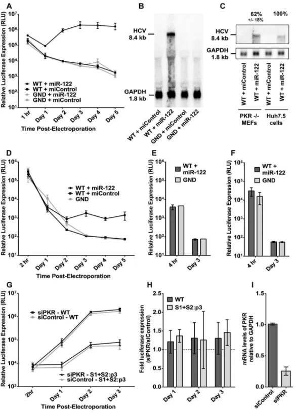 Figure 2. PKR knockout MEFs are permissive to sub-genomic HCV RNA replication when supplemented with miR-122