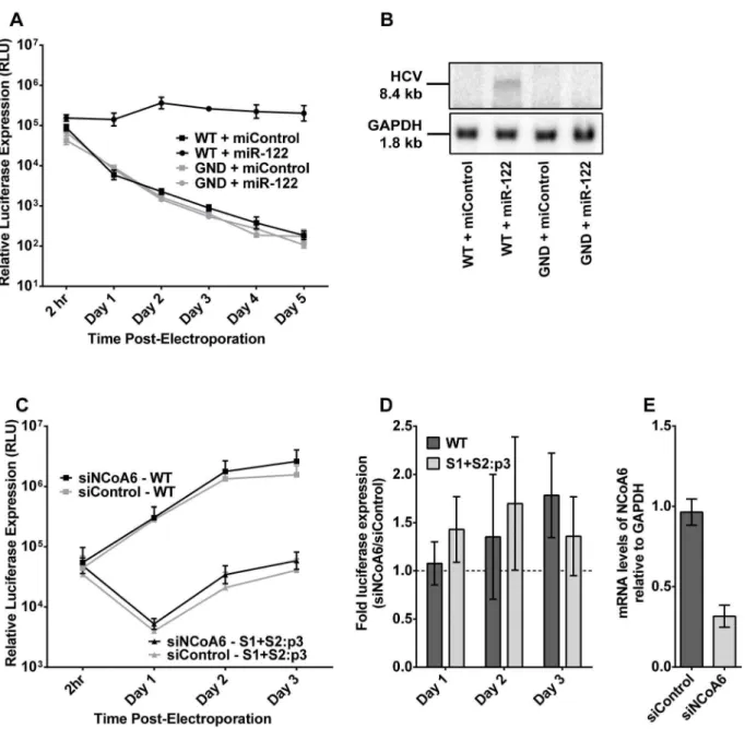 Figure 3. NCoA6 knockout MEFs are permissive to sub-genomic HCV RNA replication upon supplementation with miR-122