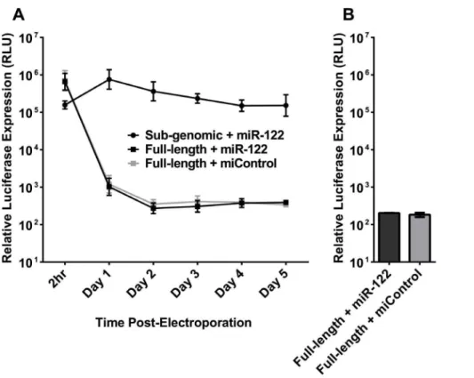 Figure 4. NCoA6 knockout MEFs are not permissive for full-length HCV RNA replication. A) NCoA6 knockout MEFs were electroporated with full-length HCV RNA or sub-genomic HCV RNA and the indicated miRNA