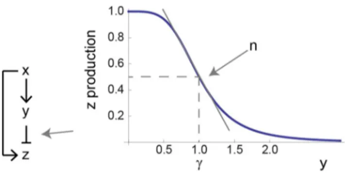 Figure 2. A model for the incoherent feed-forward loop includes three dimensionless parameters
