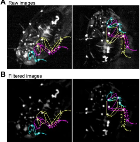 Figure 3. Point-extraction algorithm. (A) Video images have the average background subtracted and are then filtered to amplify and localize the white dots painted on the cockroach’s legs