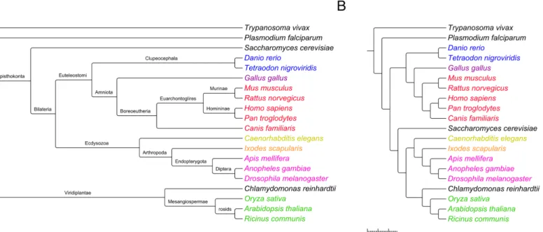 Fig 2. Comparison between the taxonomy of the 20 species described in the Materials and Methods section according to the National Center for Biotechnology Information (NCBI) Taxonomy Browser (panel A), and the dendrogram generated based on the phosphorylat