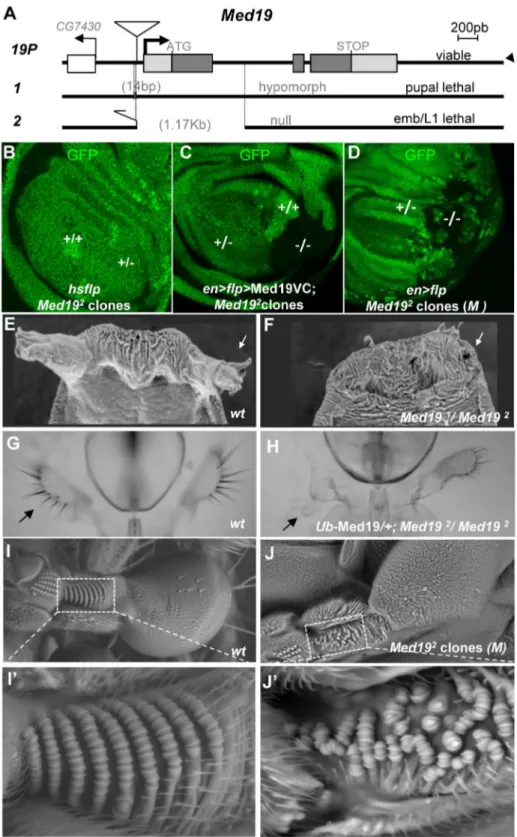 Figure 2. Med19 mutations affect cell viability and Hox-related developmental processes