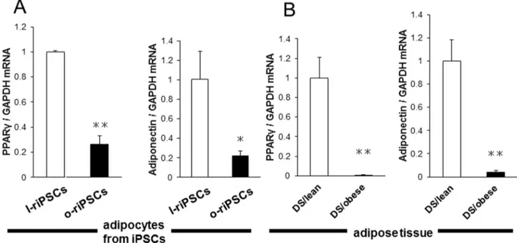 Figure 6. Expression of adipocyte differentiation-related genes in adipocytes from riPSCs and from DS/obese and DS/lean rats