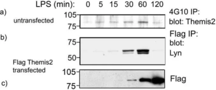 Figure 1. Themis2 is inducibly tyrosine phosphorylated and interacts with Lyn kinase. Panel a