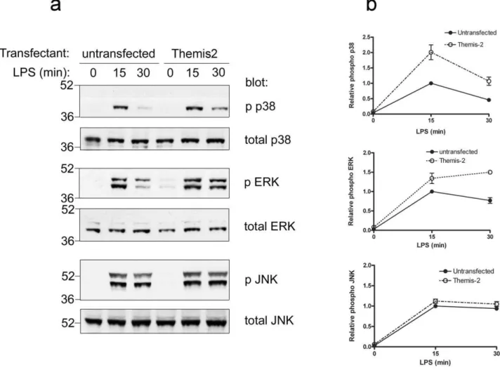 Figure 4. Themis2 over-expression modulates LPS-induced p38 and ERK activation. Parental RAW cells or stable Themis2 transfectants were challenged or not with LPS (10 ng/ml) as indicated