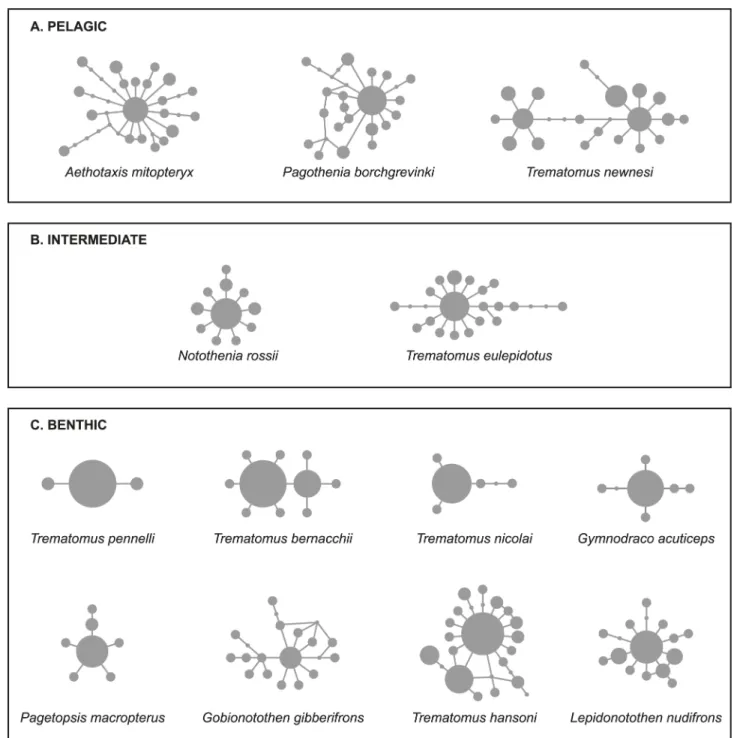 Fig 1. Unrooted networks of cyt b constructed by statistical parsimony. Unique haplotypes are represented by circles and their absolute frequency is indicated by circle size
