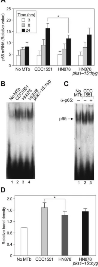 Figure 4. CDC1551 and HN878 differentially induce transcrip- transcrip-tion and nuclear localizatranscrip-tion of the p65 subunit of NF- k B