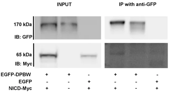 Fig 5. Overexpressed NICD interacts with EGFP-DPBW in HEK293T cells. NICD-Myc co-precipitated with EGFP-DPBW in an immunoprecipitation (IP) using an anti-GFP antibody in HEK293T cells (n = 2)