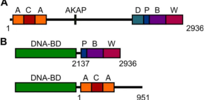 Fig 1. NBEA domain structure and constructs used. A) The NBEA protein [GenBank: 158854037]