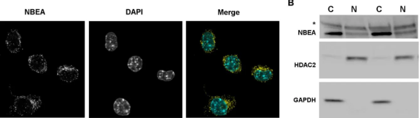 Fig 3. Nuclear localization of NBEA. A) Confocal image of endogenous NBEA (yellow) in N2a cells