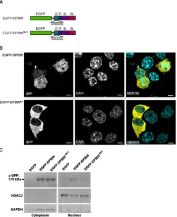 Fig 4. The DUF1088 domain of NBEA contains a NLS. A) EGFP-fused constructs were made containing the DPBW domain module