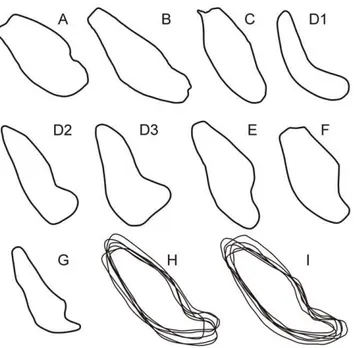 Figure 4. Comparison of the symphysis angulation of MFI-K171 with those of selected living and fossil hominoids