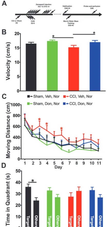Fig 2. Donepezil treatment improved spatial learning and memory in injured mice. (A) As depicted in the scheme, sham- and injured mice received either vehicle or donepezil for two weeks