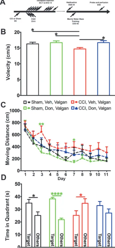 Fig 4. The effect of donepezil in spatial learning and memory in injured mice is independent from neurogenesis