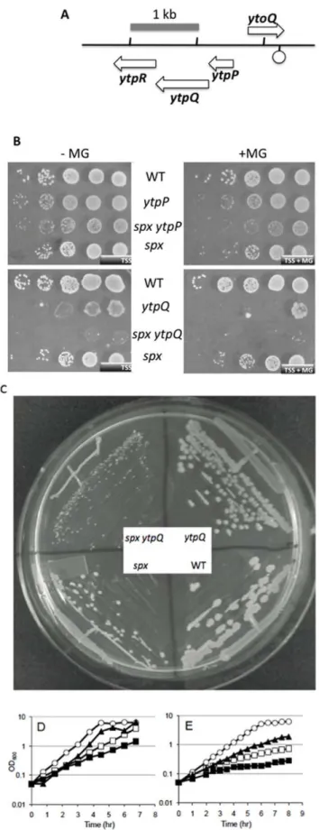 Figure 2. Phenotype of srg mutations in spx mutant back- back-ground. A. Chromosomal organization of ytoQ ytpQ locus