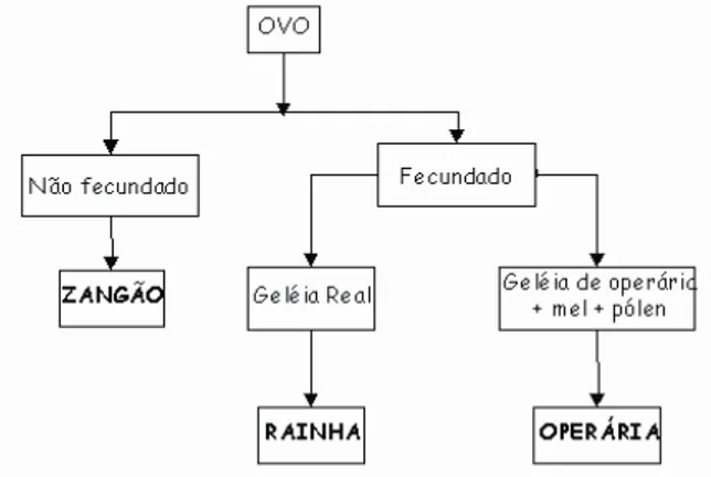 Figura 1: diferenciação do desenvolvimento das abelhas [27] 