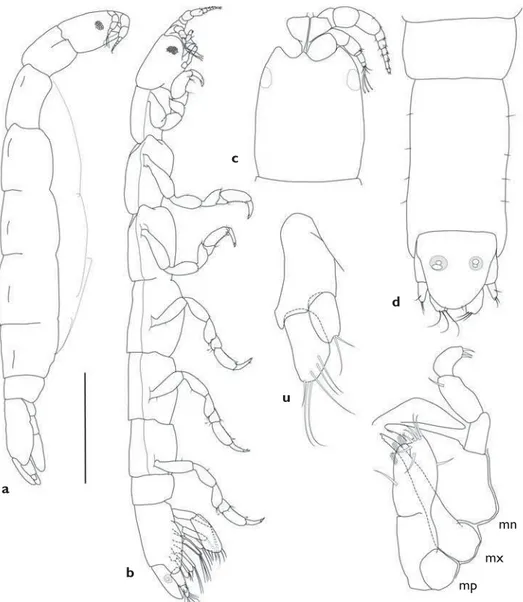 Figure 1.  Leipanthura casuarina sp. n. a holotype female (right lateral view, pereopods not shown,  oostegites indicated, pleopod 1 in operculate position) b paratype juvenile (right lateral view, pereopods  shown, pleopods exposed) c head and right anten