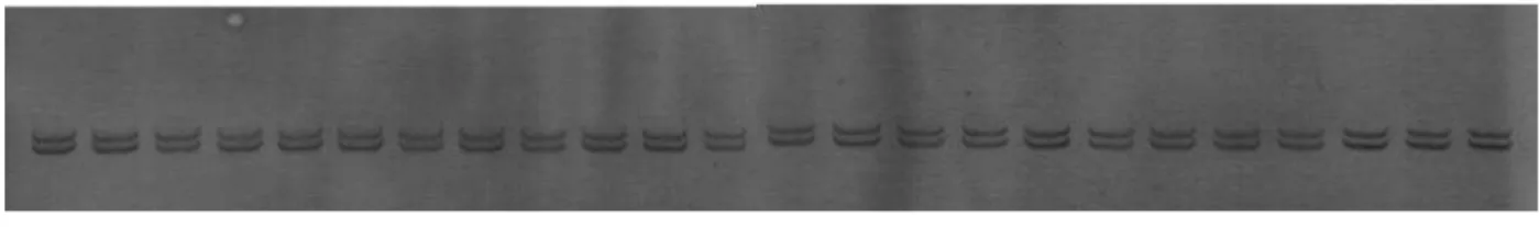 Figure 3. PCR-SSCP gels show no sequence variations within accessions.