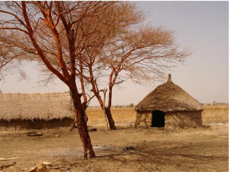 Figure 2. Typical Humera shelter with walls of grass thatch and nearby acacia tree.