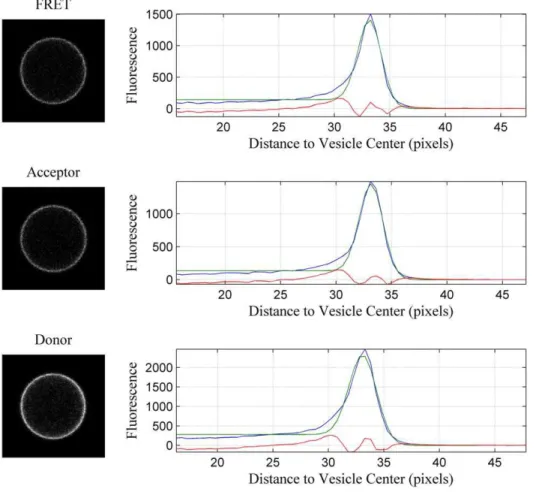 Figure 1. Donor, FRET and acceptor scans of a single vesicle. One vesicle co-expressing the two wild-type constructs tagged with eYFP (donor) and mCherry (acceptor) is imaged in three different scans: the donor (ex: 488 nm, em: 500–530 nm), FRET (ex:488 nm