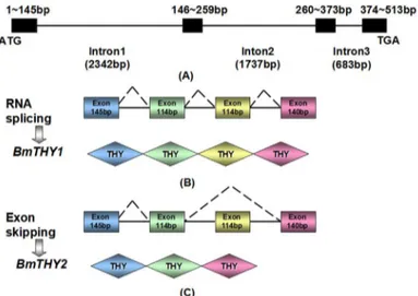 Fig 3. Genomic structure and organization of BmTHYs. The top panel shows the genomic organization (A), the middle (B) and bottom (C) panels show the splicing patterns for BmTHY1 and BmTHY2, respectively.