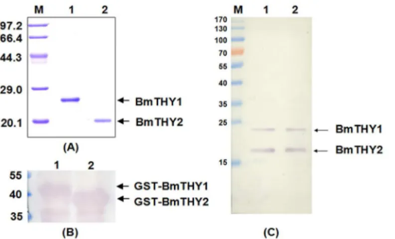 Fig 4. The expression, purification and Western blot analysis of recombinant BmTHYs. The expressed BmTHYs proteins were purified, digested to remove GST tags and further purified and subjected to 12%