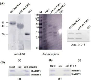 Fig 6. The protein-protein interaction analysis. The total protein of midgut was used for the GST pull down (A, B) and Co-IP (C, D) to detect proteins interacting with BmTHYs