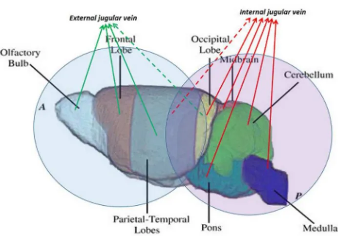 Fig 19. Cerebral areas with different venous drainage. Brain areas can be identified and divided according to the dominant venous drainage