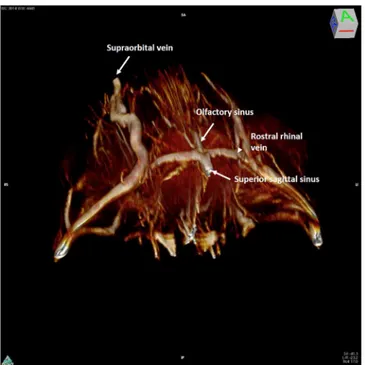 Fig 1. 3D rendering of magnetic resonance angiography acquisition of the rostral part of the mouse head