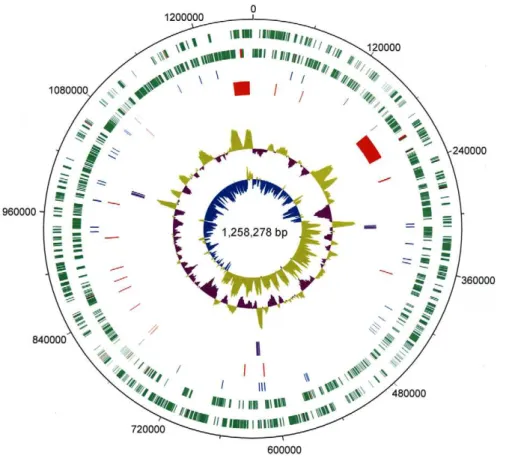 Figure 1. Schematic representation of the ‘Candidatus Liberibacter solanacearum’ genome