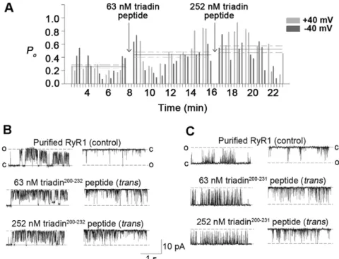 Figure 2. Triadin peptides modulate purified RyR1. (A) Running histogram of a typical bilayer experiment