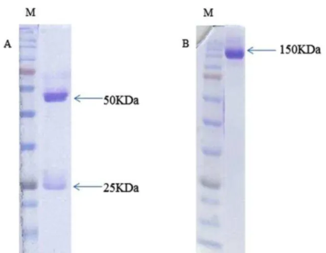 Table 1 .  Comparison of the mean absorbance of ascetic fluid at 450 nm  NC  (SP/0)  NC *  (Non-Immune  mouse serum)  PC **  (Immune mouse serum)  Ascetic fluid (1/32000 dilution)  0.09  0.13  1.18  1.03 