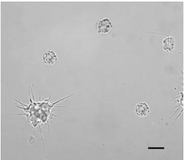Fig. 1 Light microscopy of hemocytes from Lymnaea stagnalis stained for phenoloxidase activity