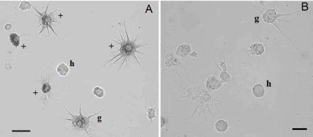 Fig. 4 (A) Light microscopy of hemocytes from L. stagnalis with peroxidase activity. (B) Effect of sodium azide on  peroxidase activity in hemocytes from L