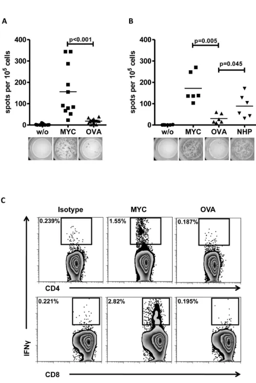 Figure 1.  Immunization with human c-MYC protein induces a T-cell response in C57BL/6 mice