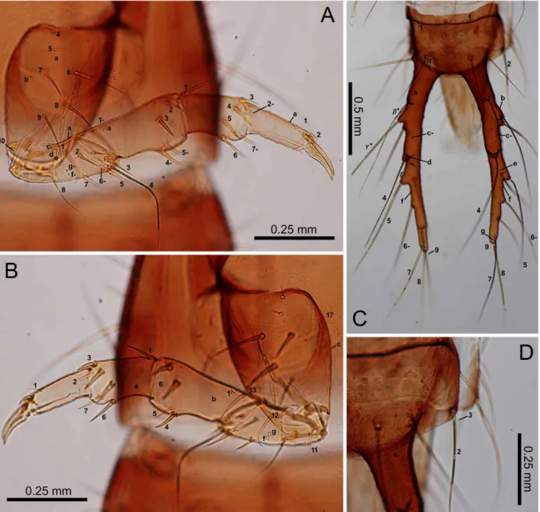 Fig 8. Third-instar E. sugai. (A) Fore leg (anterolateral view), (B) fore leg (posterolateral view), (C) abdominal tergite IX and urogomphi (dorsal view), (D) abdominal tergite IX and urogomphi (part, dorsal view)