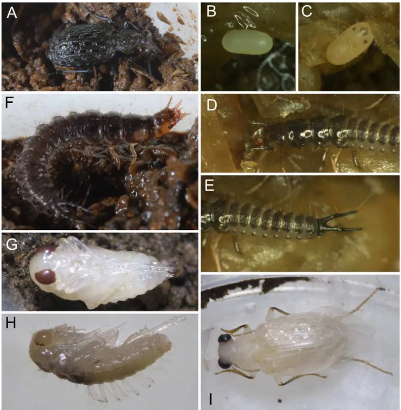 Fig 1. Life history of E. sugai. (A) Reproductive female in 2013, (B) an egg laid within 24 h, (C) a 2-days old egg, (D) the anterior half of a first-instar larva, (E) the posterior half of the same first instar individual, (F) a third-instar larva, (G) a 