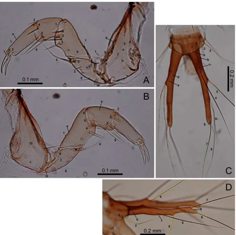 Fig 5. First-instar E. sugai. (A) Fore leg (anterolateral view), (B) fore leg (posterolateral view), (C) abdominal tergite IX and urogomphi (dorsal view), (D) abdominal tergite IX and urogomphi (left lateral view)
