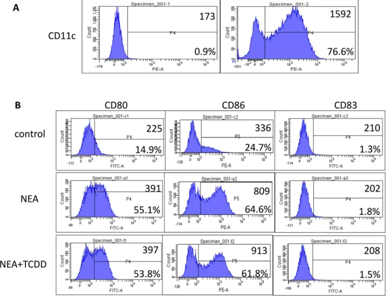 Fig 7. Effect of TCDD-induced AhR activation on the maturation of dendritic cells. Lung mononuclear cells were harvested using lymphocyte separation medium