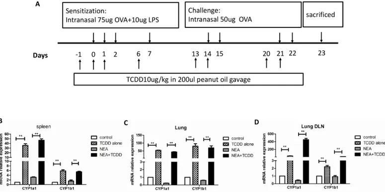 Fig 1. AhR activation by TCDD promoted the expression of CYP1a1 and CYP1b1 genes. Mice were intranasally sensitized with OVA and LPS, and TCDD was gavaged one day prior to being sensitized and challenged