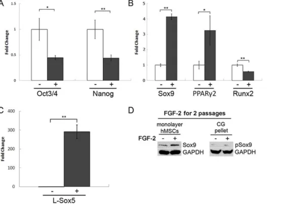 Figure 2. FGF-2 reduces potency and modulates lineage-specific transcription factor expression of hMSCs