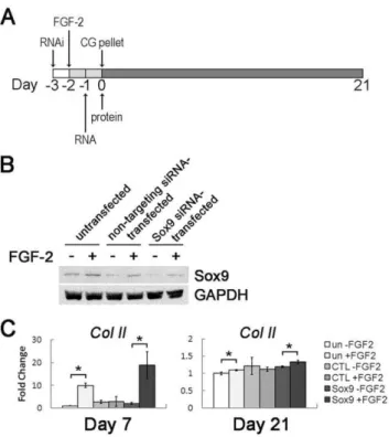 Figure 6. FGF-2 enhances hMSC CG partially through a Sox9- Sox9-mediated mechanism. (A) RNAi experiments were performed to knockdown Sox9 expression