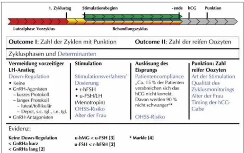 Abbildung 1: Outcome-Beurteilung und deren Determinanten in den verschiedenen Behandlungs- Behandlungs-phasen einer IVF-Therapie: von der Stimulationsbehandlung bis zur Follikelpunktion