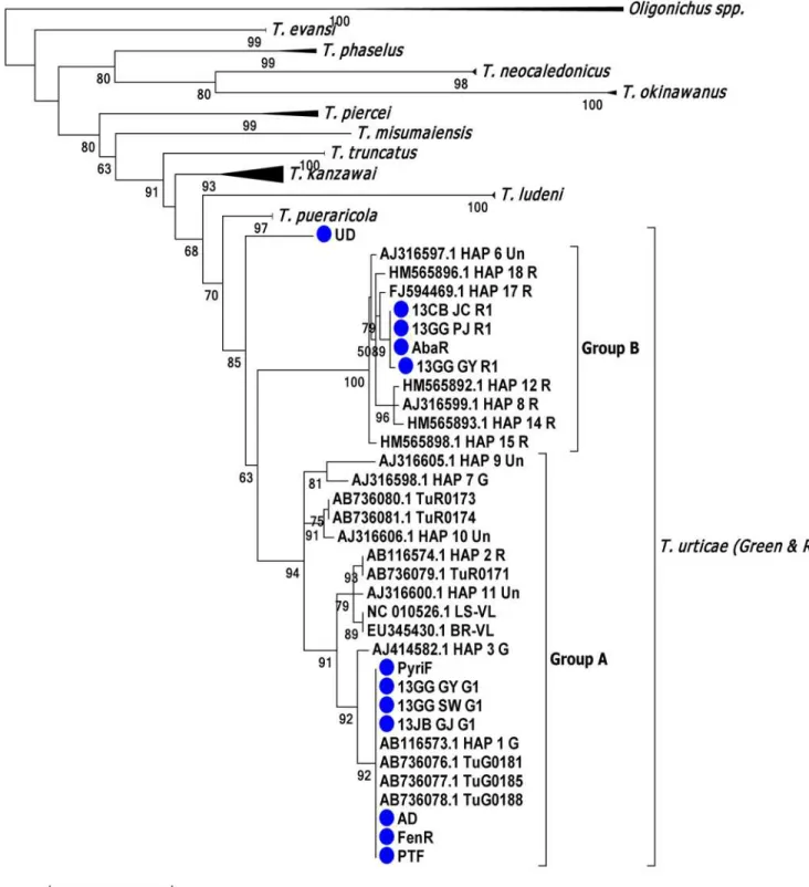 Fig 1. Phylogenetic tree of Tetranychus mites based on mtCOI partial sequences. Two Oligonychus spp
