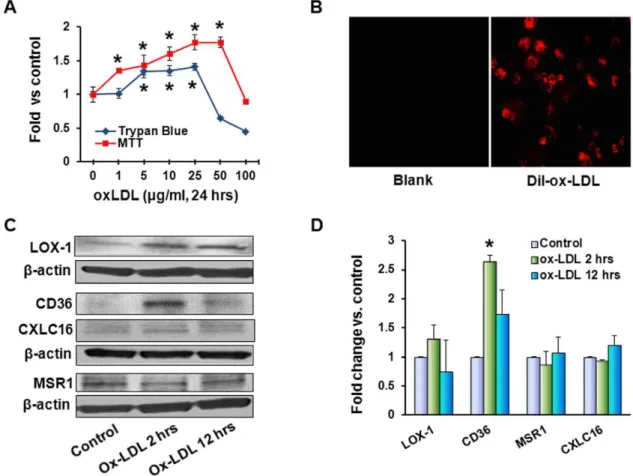 Figure 1. Ox-LDL stimulates cell proliferation and expression of scavenger receptors. (A) – For evaluation of proliferative response to ox- ox-LDL measured by cell count and MTT assay, MCF10A cells were exposed to different concentrations of ox-ox-LDL (1–1