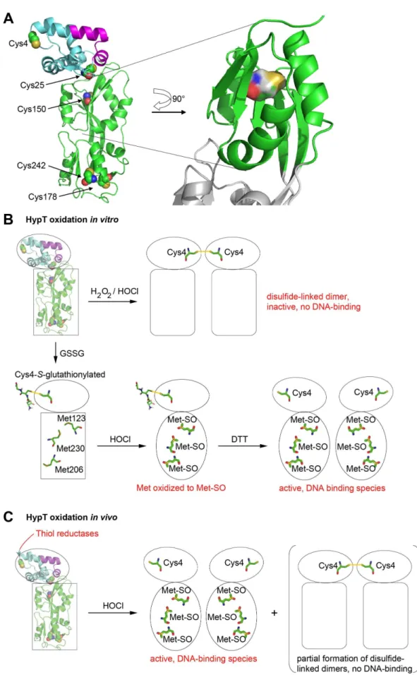 Figure 6. Structural model of HypT and working model. A. Secondary structure prediction of HypT using the prediction software Phyre 2