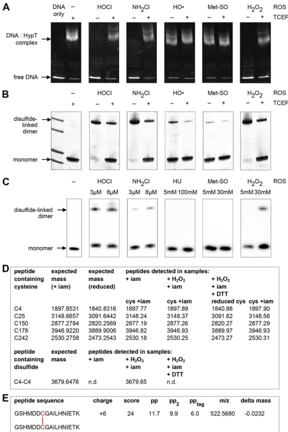 Figure 2. Effect of ROS on HypT DNA-binding activity and cysteines. A. Analysis of the effect of HypT oxidation on DNA-binding activity.