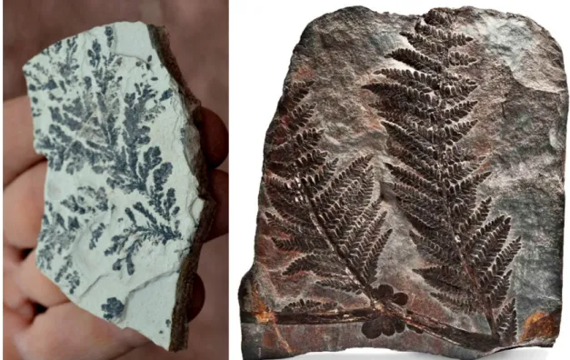 Figura 1. (a) Dendrito de manganês típico, cujo desenho imita uma planta fóssil (amostra de Sierras Bayas, Olavarría,  Argentina